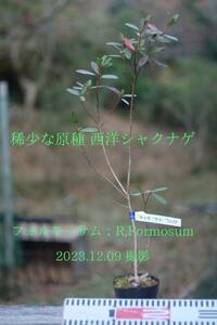 稀少な原種 ： セイヨウシャクナゲ（西洋石楠花） フォルモーサム（R, formosum) 12.02