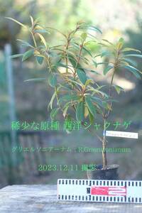 稀少な原種 ： セイヨウシャクナゲ（西洋石楠花） グリエルソニアーナム（R, Griersonianum) 12.12