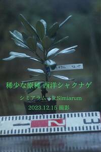 稀少な原種 ： セイヨウシャクナゲ（西洋石楠花） フォルモーサム（R, formosum) 12.15
