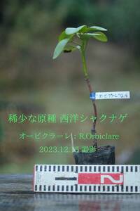  稀少な原種 ： セイヨウシャクナゲ（西洋石楠花） オービクラーレ（R, Orbiculare) 12.14