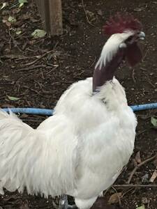 極少希　首が特徴　珍しいターケン人気の食用有精卵　食用5個＋2個七面鳥（ターキータ卵）と鶏（チキン卵）の交配種