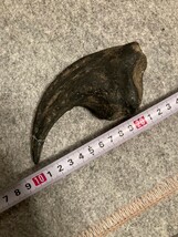 恐竜 爪？ allosaurus ティラノサウルス スピノサウルス_画像10