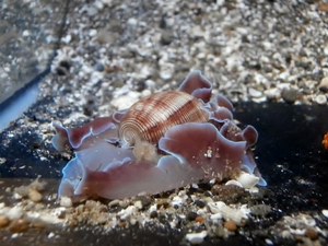 ★うみうし類　ミスガイ　貝殻を背負うウミウシ　