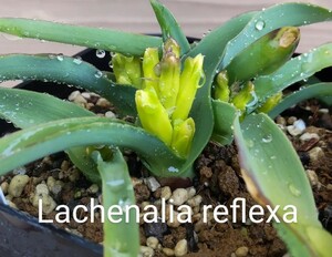 ◆種子20粒◆ ラケナリア リフレクサ【Lachenalia reflexa】レフレクサ/検索用→ケープバルブ