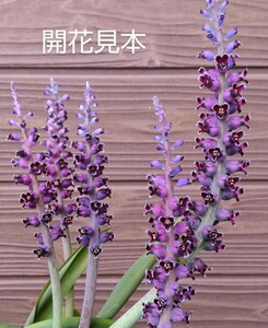 ◆種子15粒◆ ラケナリア スアベオレンス【Lachenalia suaveolens】/検索用→ケープバルブ