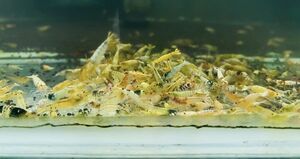 えびの都-miyako-◆門脇家◆新種作成水槽から10匹　画像よりミックス(フラワータイガー，ピント、サンダーシュリンプ、レッドターコイズ
