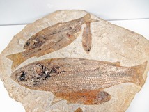◆[A138]古代魚　6匹の古代魚　マルチプレート標本　時代　魚化石　発掘品　古生物　コレクション_画像4