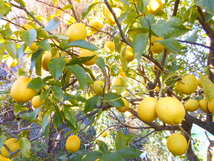 〇　伊豆産 ５０年以上無農薬・除草剤不使用 レモン １０個／１.７ｋｇ前後　〇_画像2