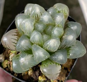 ハオルチア　オリジナル苗　水晶×ジェリーフィッシュ　白玉入り　角鉢　葉挿し苗　多肉植物　オブツーサ