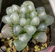 ハオルチア　オリジナル苗　水晶×ジェリーフィッシュ　白玉入り　角鉢　葉挿し苗　多肉植物　オブツーサ_画像2