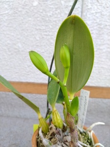 洋蘭　カトレア原種　C.walkeriana aquinii ‘Gloriosa’ (OG)　現在蕾付き