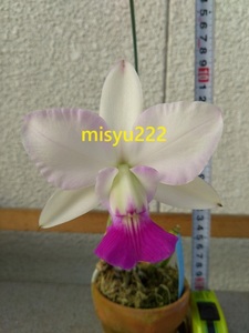 洋蘭　カトレア原種　C.walkeriana flamea 'Tokutsu'　現在開花中