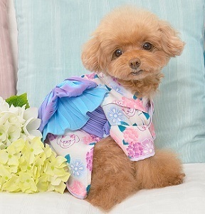  new goods * pet clothes *CRAZYBOO*CB.... pattern yukata * blue * purple . flower *XL size * trunk around 47~49cm* pet yukata 