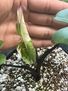 Alocasia Blackstem Variegata (BLACK PINK) アロカシア ブラックステム 斑入り 