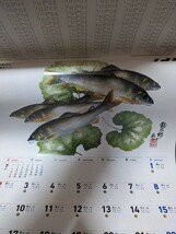 ダイワ　DAIWA　2024　魚拓カレンダー　令和6年　２本セット出品　フィッシングカレンダー　_画像6