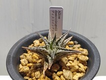 Aloe 'descoingsii'ディスコイングシー 【送料無料】_画像2