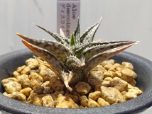 Aloe 'descoingsii'ディスコイングシー 【送料無料】_画像5