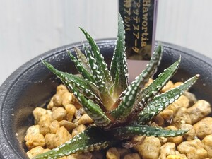 【即決】'Haworthia アッテヌアータ 特アルバ'【送料無料】