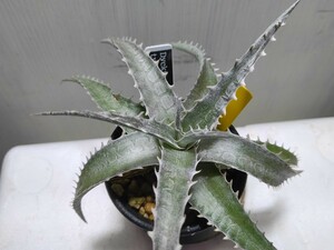 【即決】 'Dyckia goehringii type clone ×'Grey Ops''【送料無料】