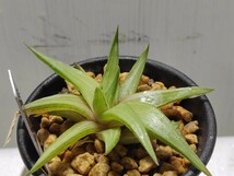 'Haworthia リミフォリア ubomboensis 水車 白斑'【送料無料】_画像4