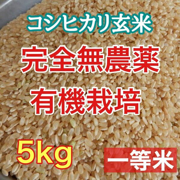 完全無農薬 有機栽培 5キロ『一等米』令和5年 新米 コシヒカリ 玄米　是非発芽玄米にして召し上がって下さい。精米 送料無料(*^^*)