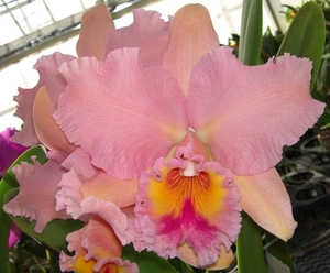 4156 Blc,George King'Serendipity' ジョージ キング