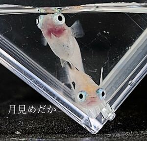 【月見めだか】お正月企画１円スタート♪ 出目目前透明鱗　幼魚　２０匹+α（計２３匹）検索用）ポニョ