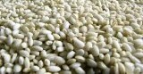 [. peace 5 year ] Aizu production ... mochi white rice 10kg* ~.., quality . to fuss over person .~