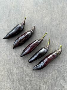 紫唐辛子の種　50粒＋α
