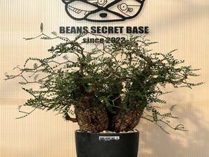 【BSB beans secret base】オペルクリカリア・パキプス　NO.７