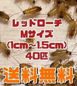 【送料無料】レッドローチMサイズ 40匹＋死着保証10％