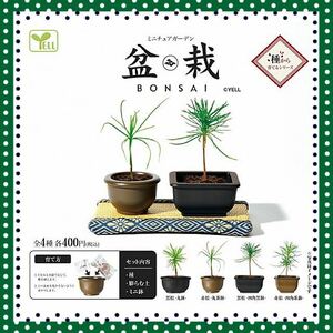 ミニチュアガーデン〜盆栽(BONSAI)〜　ガチャ　４種類セット　赤松　黒松　ミニチュア　盆栽　ミニ盆栽 