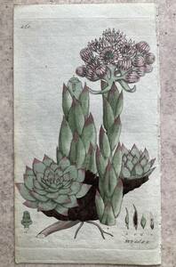 1805 年　ストックホルム　手彩銅版画　多肉植物　センペルビブム