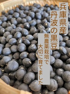 【送料無料】兵庫県産 無農薬 丹波種黒豆 250g 丹波黒 令和4年産