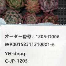 多肉植物24個 1205-D006 グリーンアピアランス エケベリア カット苗 寄植え_画像3