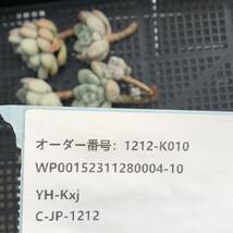 多肉植物9個 1212-K010 アマビレ エケベリア カット苗 寄植え_画像3