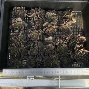 多肉植物22個 1219-K079 ブラックマディバ エケベリア カット苗 寄植え