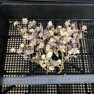 多肉植物18個 1219-K120 ミリネ錦 エケベリア カット苗 寄植え