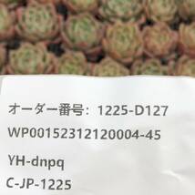 多肉植物24個 1225-D127 ピンクシャンペーン エケベリア カット苗 寄植え_画像3