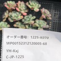 多肉植物13個 1225-K070 レインドロップス エケベリア カット苗 寄植え_画像3