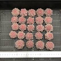 多肉植物24個 0101-D112 ゴールドスピンク エケベリア カット苗 寄植え_画像1