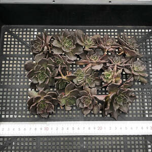 多肉植物17個 0101-K102 ブラックマディバ エケベリア カット苗 寄植え