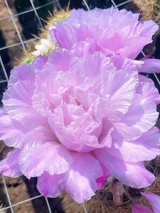 多肉植物　大型大輪花サボテン　ピンクスノー