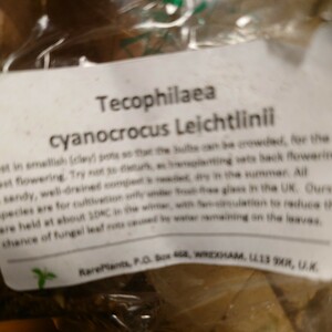 Tecophilaea cyanocrocus類　この前入れ間違えてしまった方専用です。