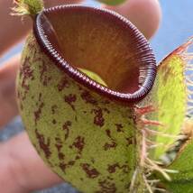 低地性フェア!! Nepenthes ampullaria spotted redlips ウツボカズラ 食虫植物 10_画像1