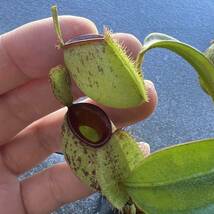 低地性フェア!! Nepenthes ampullaria spotted redlips ウツボカズラ 食虫植物 10_画像3