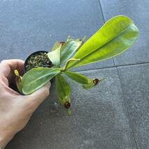 低地性フェア!! Nepenthes ampullaria spotted redlips ウツボカズラ 食虫植物 10_画像8
