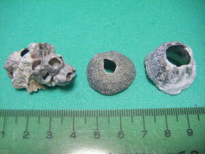 天然採取の貝殻　「クロフジツボガイ」　標本Ｓ１１　超美品