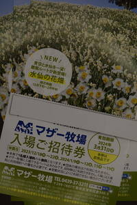 マザー牧場　入園招待券　１枚600円　2枚セット1200円　期限２０２４年3月３１日まで　送料無料