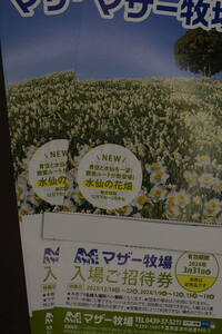 マザー牧場　入園招待券　１枚500円　2枚セット1000円　期限２０２４年3月３１日まで　送料無料